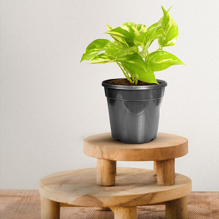 5.5 Inch Nursery Planter UV Resistant, Lightweight Black Pots (Set of 20)