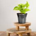 5.5 Inch Nursery Planter UV Resistant, Lightweight Black Pots (Set of 20)