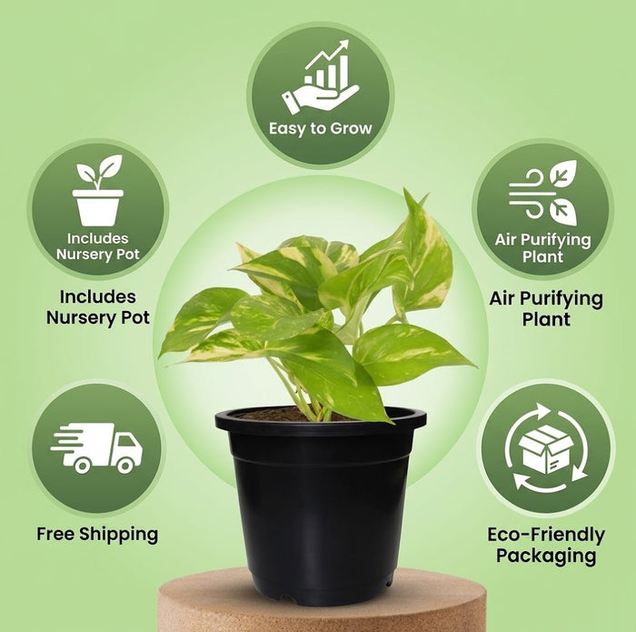 5.5 Inch Nursery Planter UV Resistant, Lightweight Black Pots (Set of 20)