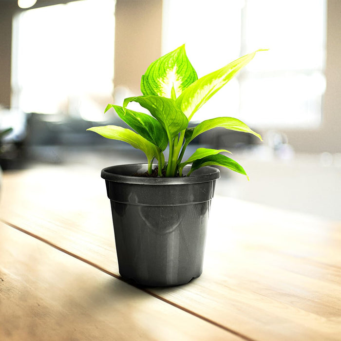 6 Inch Nursery Planter UV Resistant, Lightweight Black Pots (Set of 20)
