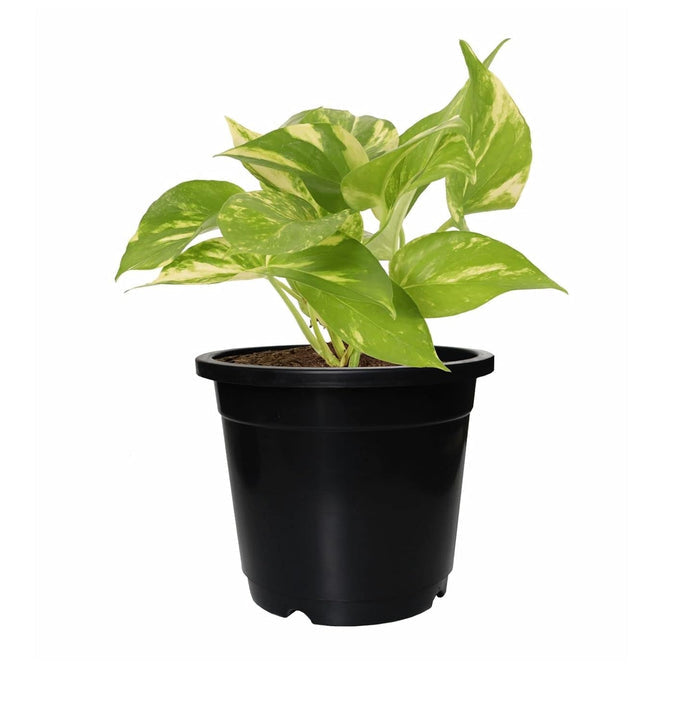 6 Inch Nursery Planter UV Resistant, Lightweight Black Pots (Set of 20)