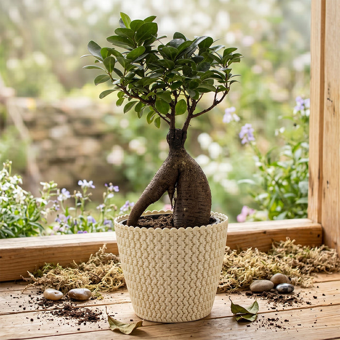 7 Inch Poppy Round Flower Pots Set of 10