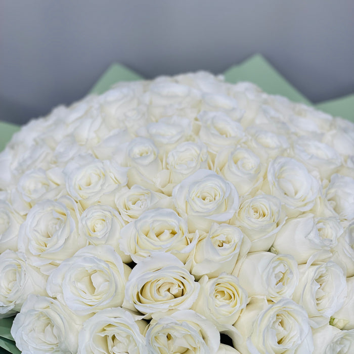 100 White Roses