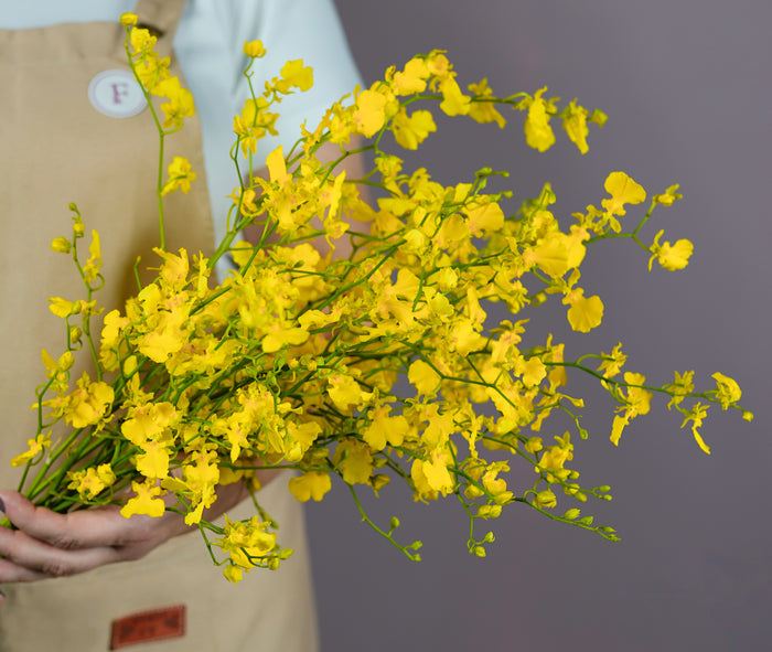 Bunch of Oncidium