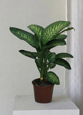 Dieffenbachia