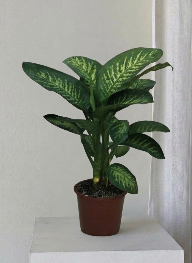 Dieffenbachia