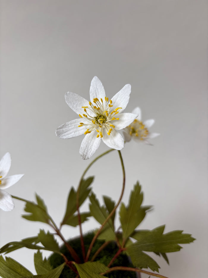PAPER FLOWERS - Anemonoides nemorosa — by Atelier Nature Morte