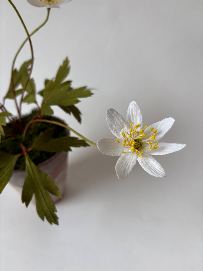 PAPER FLOWERS - Anemonoides nemorosa — by Atelier Nature Morte