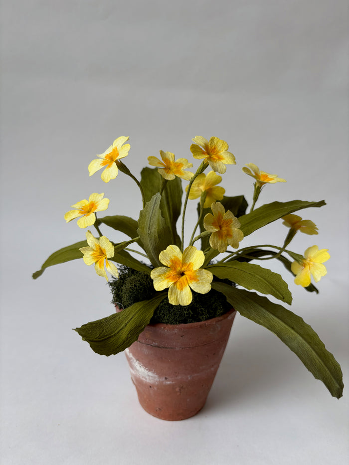 PAPER FLOWERS - Primula vulgaris — by Atelier Nature Morte
