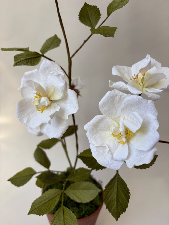 PAPER FLOWERS - Rosa arvensis — by Atelier Nature Morte