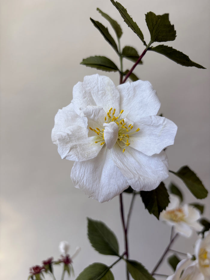 PAPER FLOWERS - Rosa arvensis — by Atelier Nature Morte