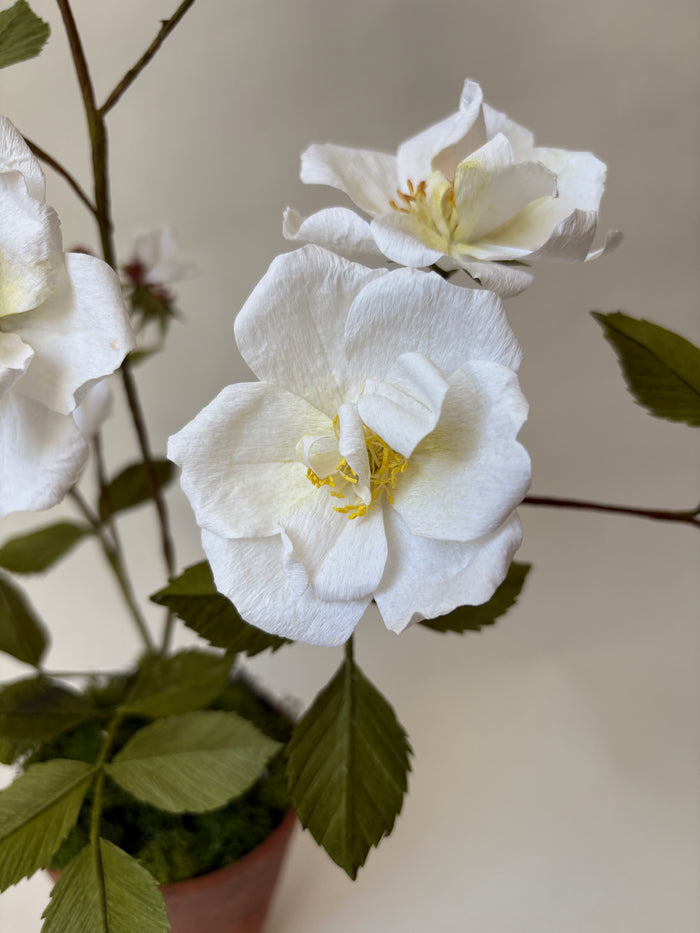 PAPER FLOWERS - Rosa arvensis — by Atelier Nature Morte
