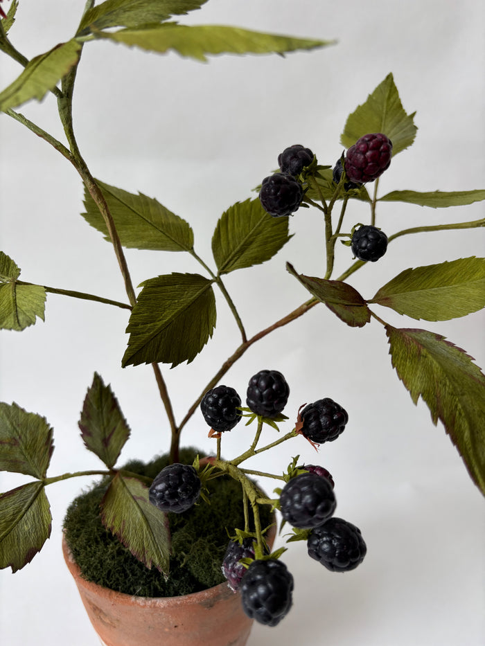 PAPER FLOWERS - Rubus canadensis — by Atelier Nature Morte