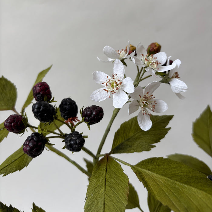 PAPER FLOWERS - Rubus canadensis — by Atelier Nature Morte