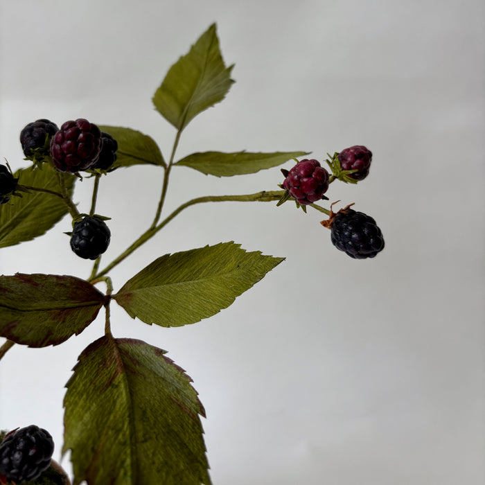PAPER FLOWERS - Rubus canadensis — by Atelier Nature Morte