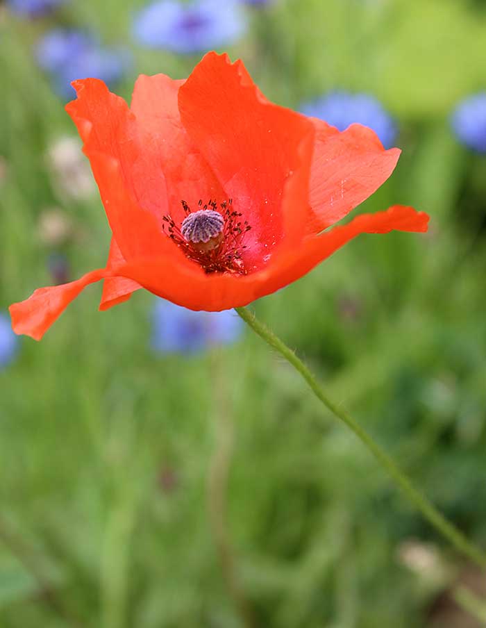 Coquelicot bio – Organic Poppy