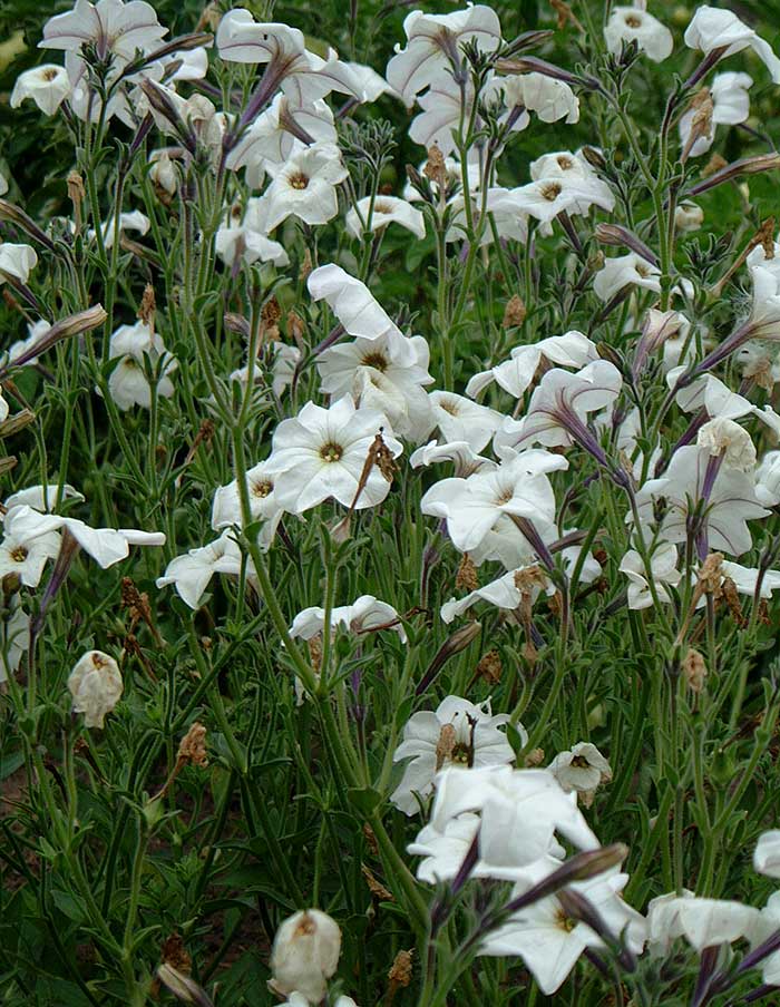 Large White Pampas (Organic)