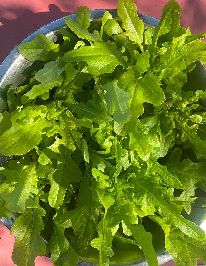 Biscia Rossa Lettuce (Organic)
