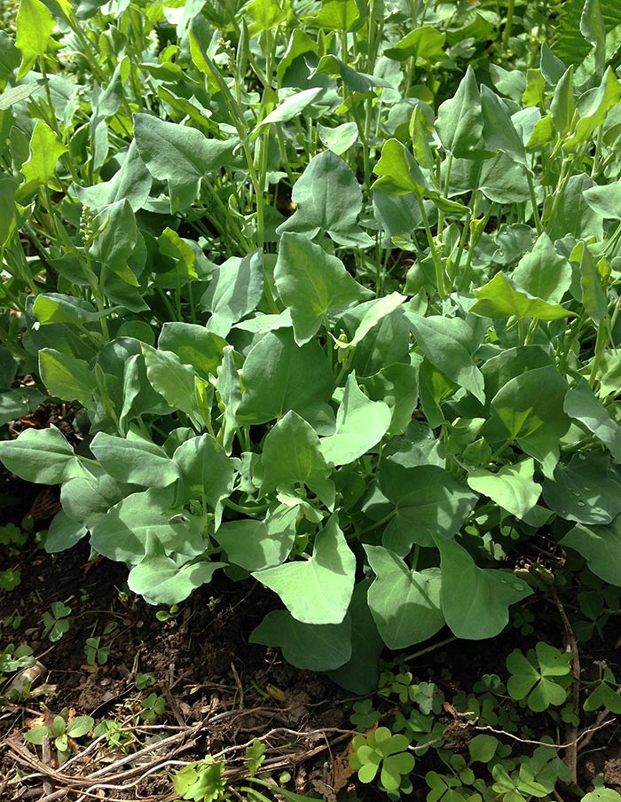 Round Sorrel (Organic)