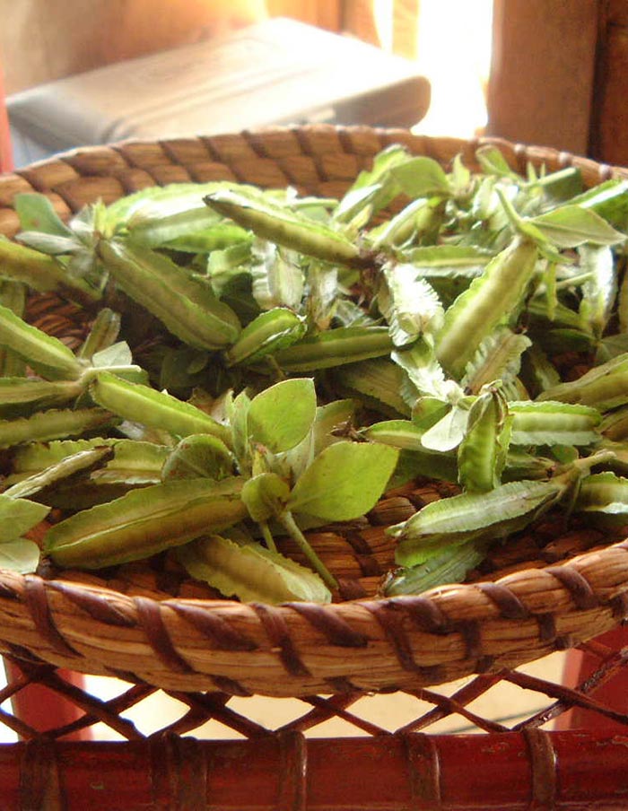 Asparagus Pea (Organic)