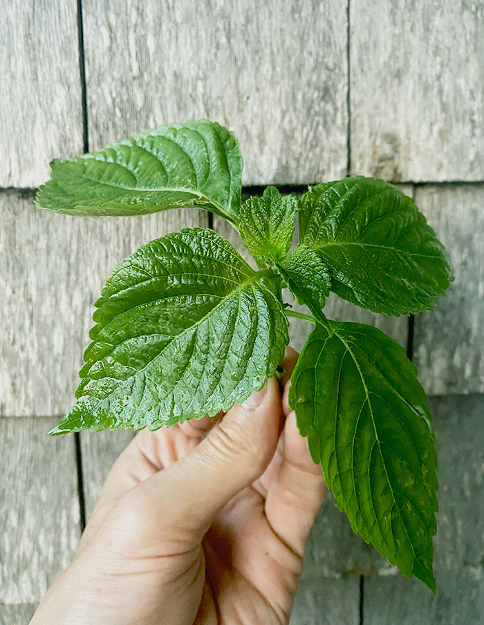 Shiso bio (Organic)