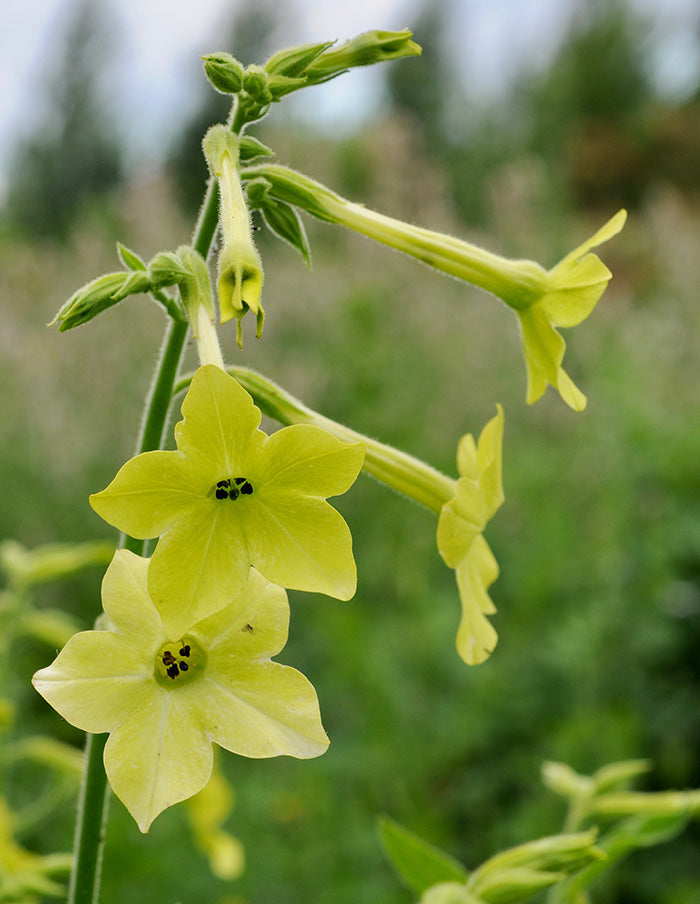 Winged tobacco (Organic)