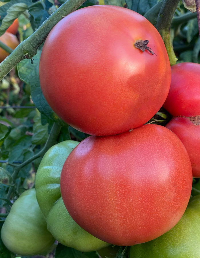 Rosabec Tomato (Organic)
