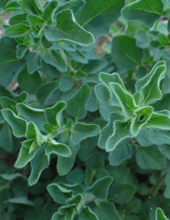 Greek Oregano (Organic)