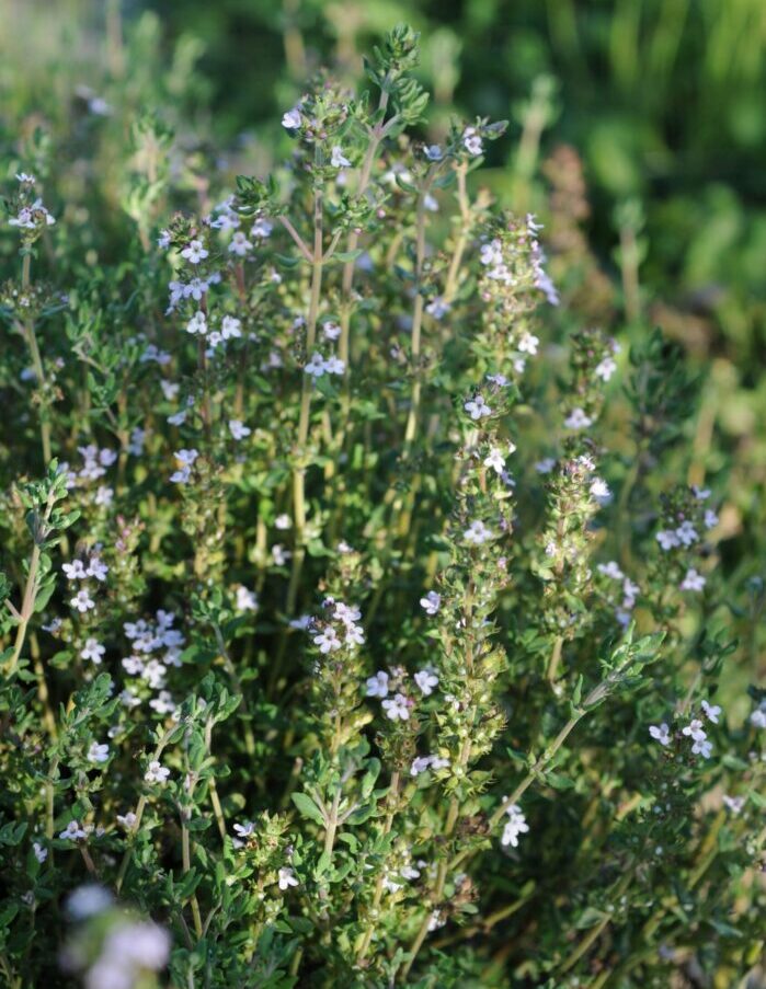Thyme (Organic)
