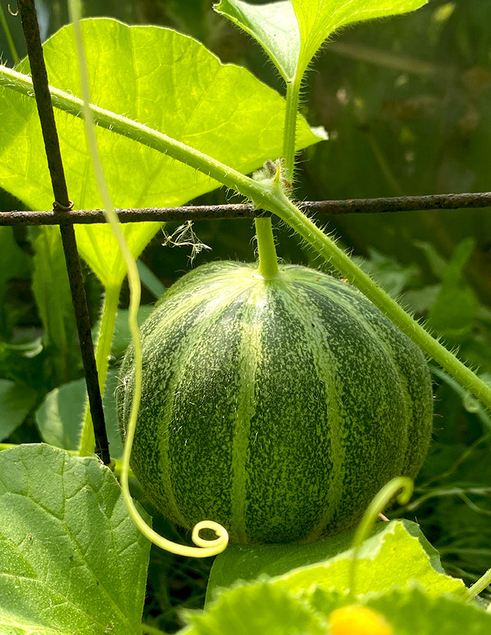 Green Climbing Melon (Organic)