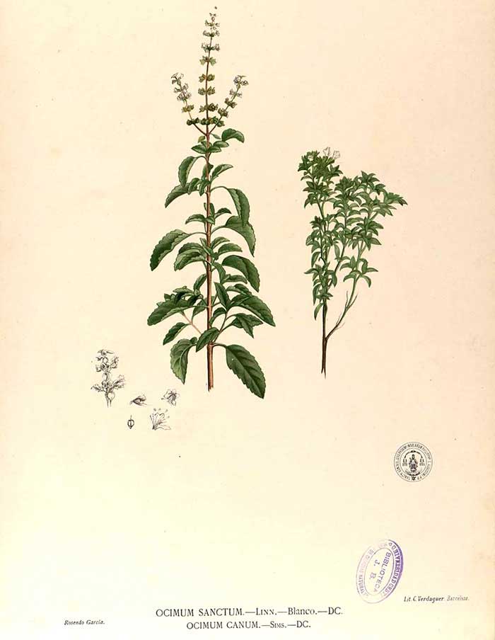 SEEDS (Multiple varieties) — by La Société Des Plantes