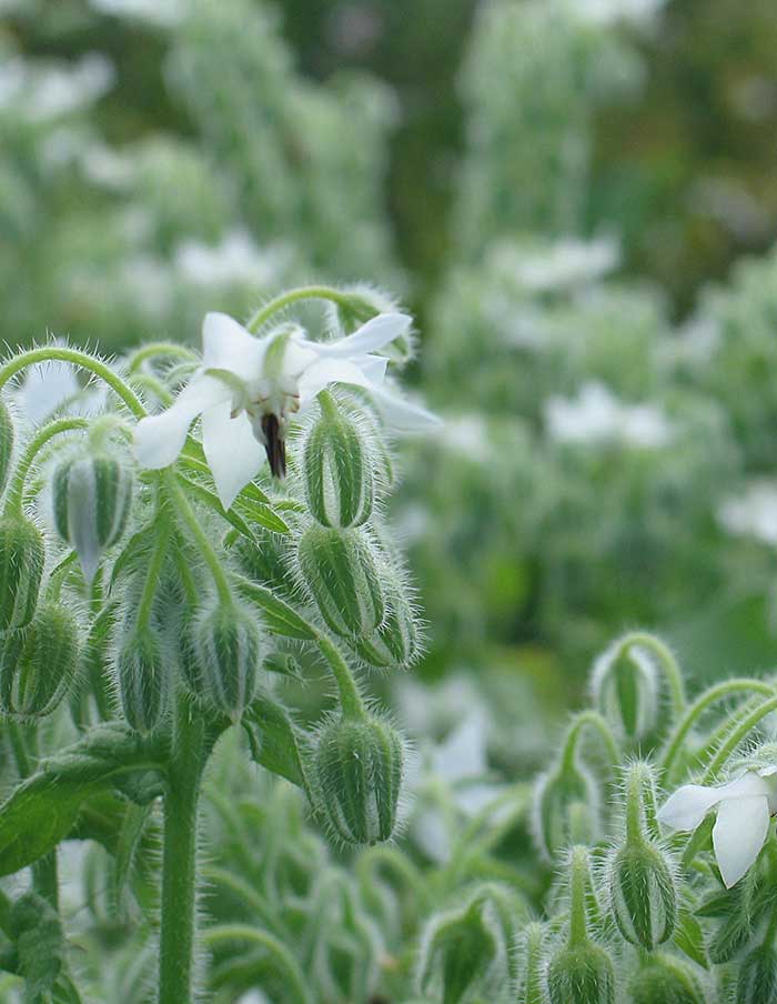 SEEDS (Multiple varieties) — by La Société Des Plantes