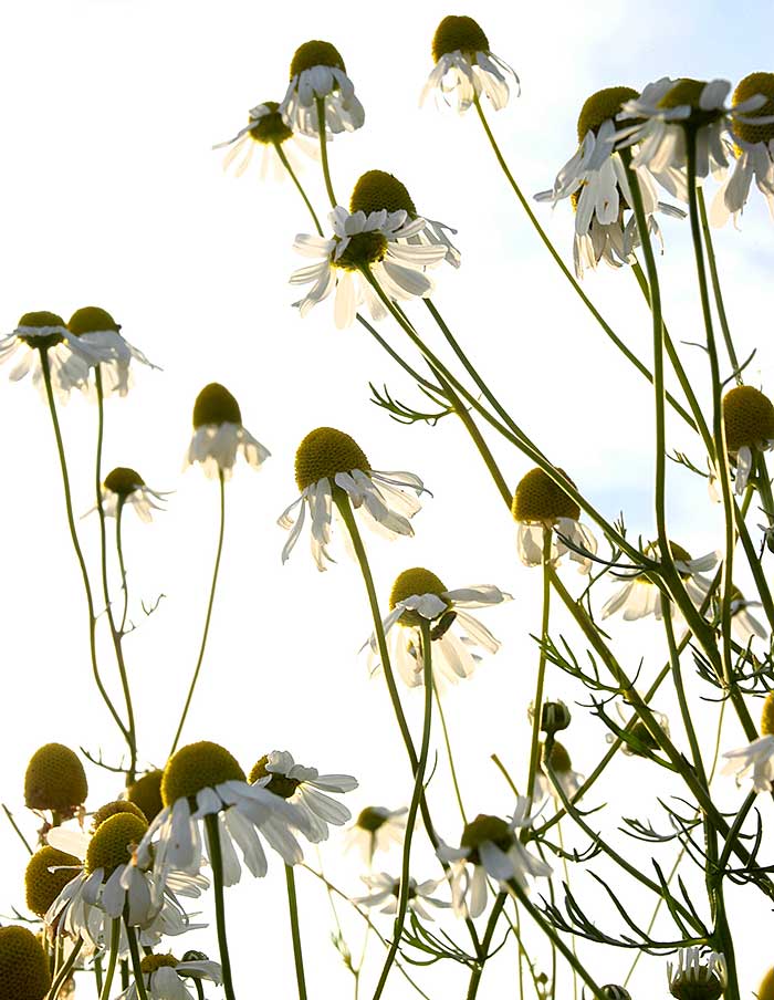 SEEDS (Multiple varieties) — by La Société Des Plantes