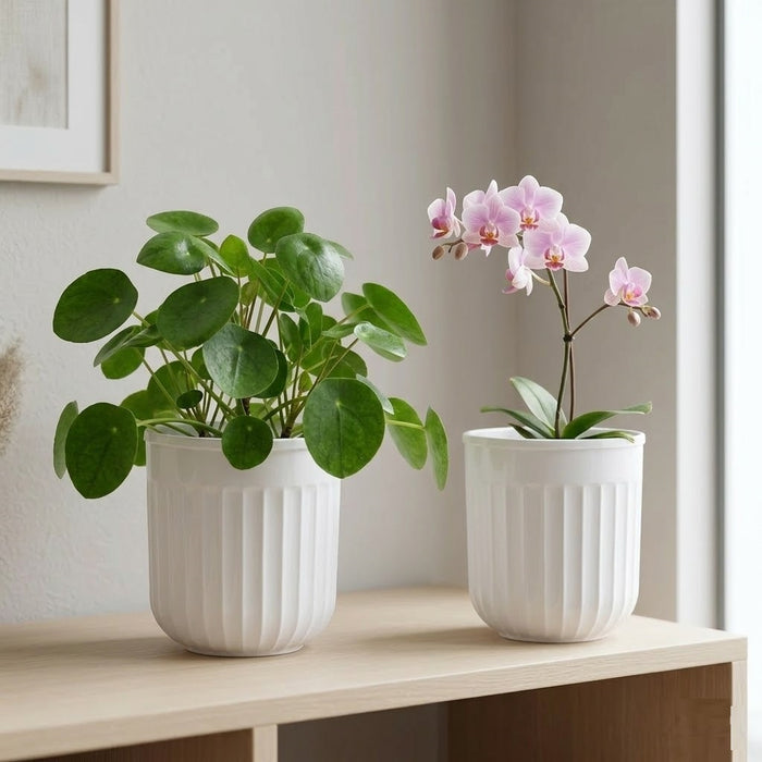 8" Transparent Self-Watering Seoul Pots (White, Set of 2) – Sleek Hydroponic Planters