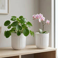 8" Transparent Self-Watering Seoul Pots (White, Set of 2) – Sleek Hydroponic Planters