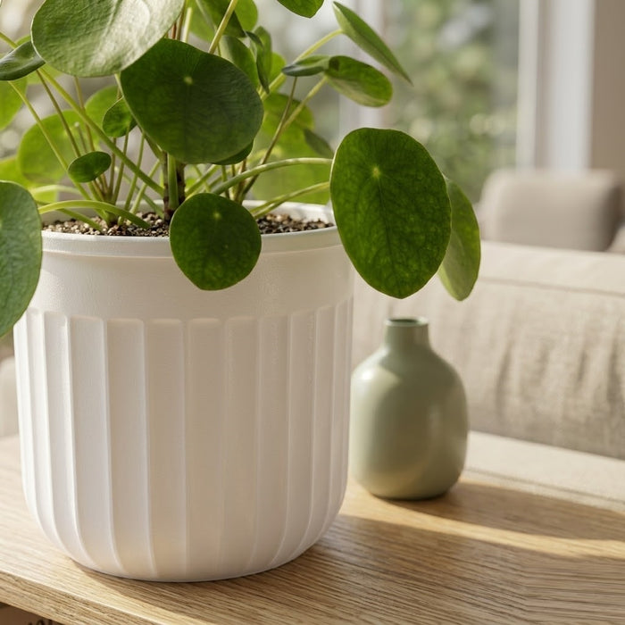 8" Transparent Self-Watering Seoul Pots (White, Set of 2) – Sleek Hydroponic Planters